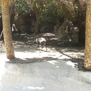 Yellow-Backed Duiker