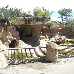 Spectacled Bear exhibit