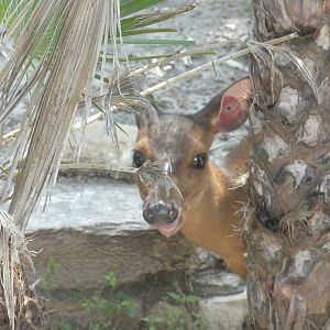 Central American Red Brocket