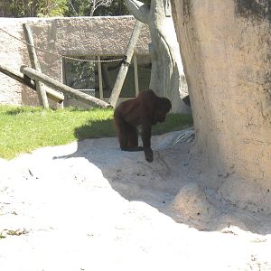 Sumatran Orangutan