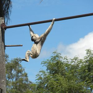 Pileated Gibbon