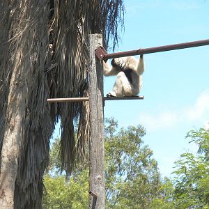 Pileated Gibbon