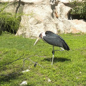 Marabou Stork