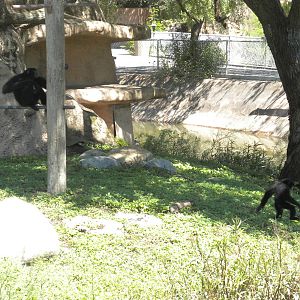 Siamang