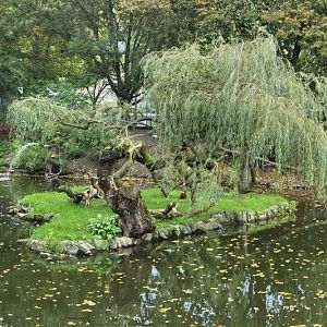Island of Ruffed Lemurs