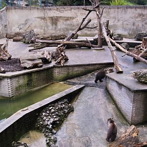 Enclosure of brown bears
