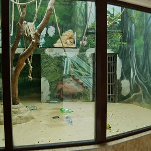 Indoor of orang-outans