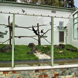 Outdoor of Roloway Monkeys