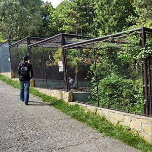 Cages of pheasants and other birds