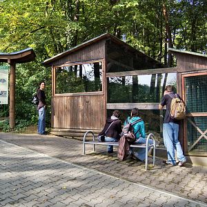 Breeding facility of European Minks
