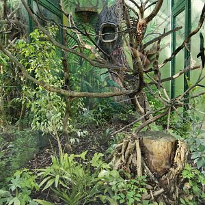Enclosure of Red-bellied tamarins