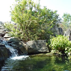 Alligator Snapping Turtle/Fish Exhibit