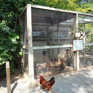 Alabama Wilds - Chicken Coop