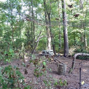 Alabama Wilds - Wild Turkey Exhibit