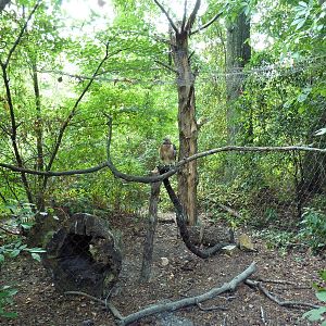 Alabama Wilds - Red-Tailed Hawk Exhibit