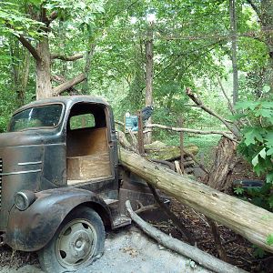 Alabama Wilds - Black Vulture Exhibit