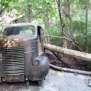 Alabama Wilds - Black Vulture Exhibit