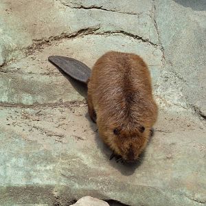 Alabama Wilds - Beaver