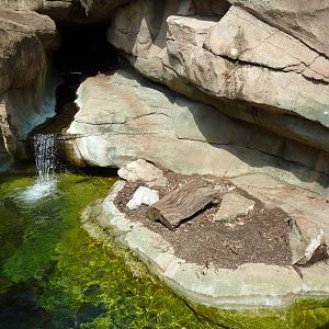 Alabama Wilds - River Otter Exhibit