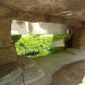 Alabama Wilds - River Otter Exhibit