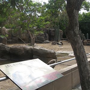 Galápagos tortoises