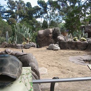 Galápagos tortoises