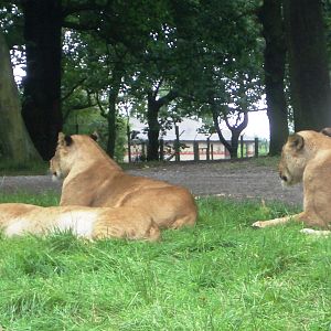 Lions - 07.08.2010