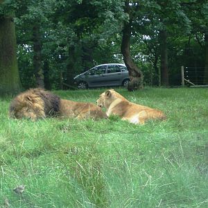 Lions - 07.08.2010
