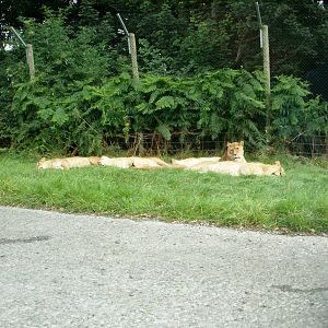 Lions - 07.08.2010