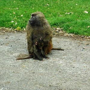 Baboons - 07.08.2010