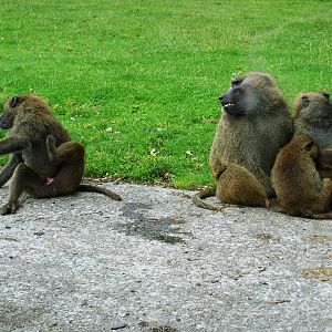 Baboons - 07.08.2010