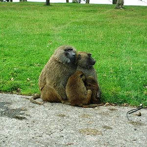 Baboons - 07.08.2010