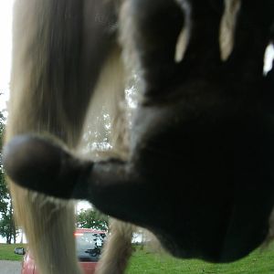 Baboons - 07.08.2010