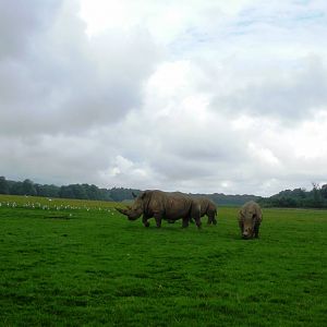 Rhinos - 07.08.2010