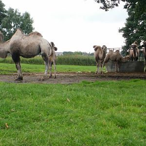 Camels - 07.08.2010
