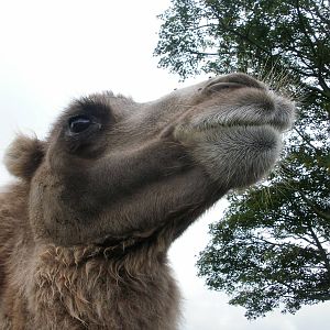 Camel - 07.08.2010