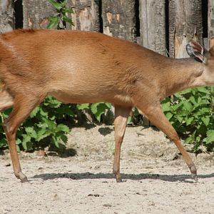 Red duiker; Landau; 4th September 2010