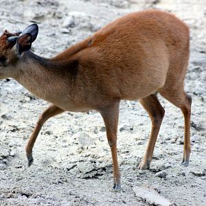 Red duiker; Landau; 4th September 2010