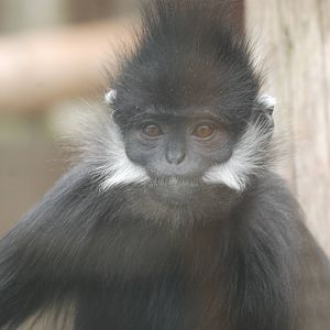 Francois Langur