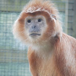 Javan Langur
