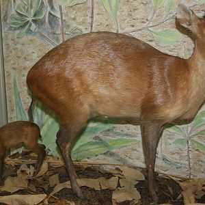 Red-flanked duiker; Karlsruhe Museum; 5th September 2010