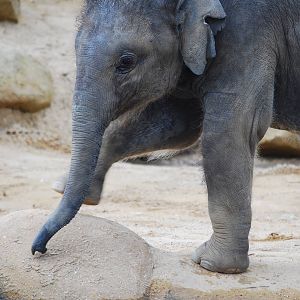 Baby Indian Elephant