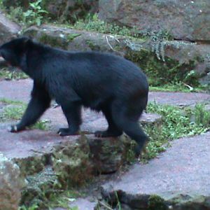 spectacled bear 050910