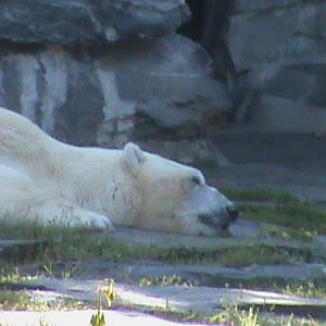 polar bear 050910