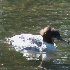 goosander 050910