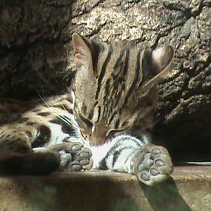 chinese leopard cat 050910