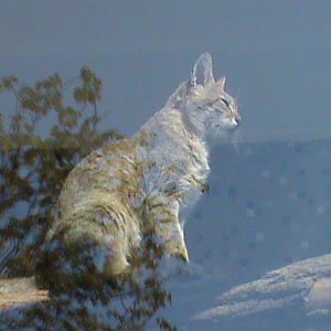 gordon's wildcat 050910