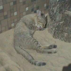 gordons wildcat 050910