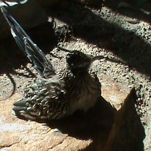 roadrunner 050910