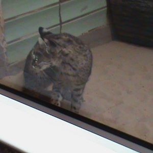 geoffroys cat 050910